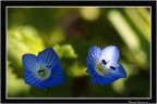 BLU'