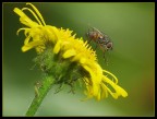 Mosca