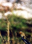 ...E' un uccellino che mi ha sempre affascinato, forse perch arriva da noi durante l'inverno, lo associo sempre alla neve!!!
Solitario apparentemente, ma bellissimo da vedere! Non nascondo la fatica nel beccarlo con la mia Canon A1....
Questa l'ho fatta con rullino kodak 400 Iso, e il mitico catadiotrico 500 mm...
Commenti e critiche sempre ben accetti!!!
La scansione non elogia la foto...