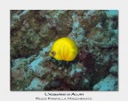 Mar Rosso, isola di Tiran, Jackson Reef