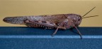 Cavalletta intera