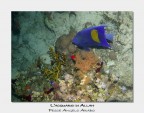 Mar Rosso, isola di Tiran, Jackson Reef