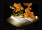 The Book