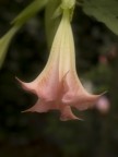macro+flou2