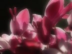 macro+flou3