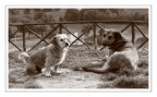 Lilly &amp; il Vagabondo..