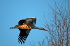 D70s-sigma 300mm f4
iso200 1/1250sec f/4.0