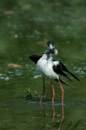 D70s-sigma300mm f4
iso200  1/1600sec  f/5.6