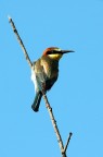 D70s-sigma300mm f4
iso200  1/800sec  f/8.0