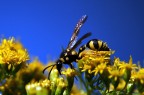 D70s-sigma300mm f4
iso200  1/1250sec  f/8.0