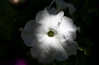 Macro