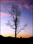Solitario