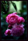 Rugiada rosa