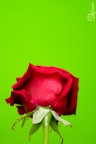 &quot;Green&quot;Rose