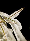 macro4