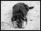 Cucciolo