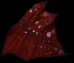 Drops on red