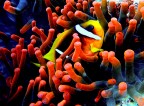 nemo in red