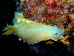 yellow king