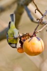 Le precoci nevicate dell'autunno hanno indotto varie specie di uccelli (merlo, cince, pettirosso) a cibarsi su un albero di kaki, fortunatamente non raccolti