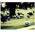holga vision