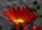 fiore