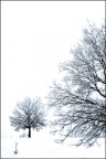 neve