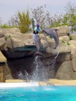 I Delfini del Palablu di Gardaland all'opera