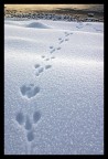 impronte