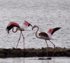 Fenicotteri rosa, da distanza molto elevata, la foto  stata croppata per ovvi motivi. Era la prima volta che vedevo simili uccelli dal vivo.