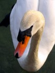 cigno