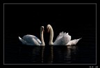 Noi.....