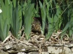 Fuji finepix s5600
ISO 64
1/350 sec
F/4,5
Mano libera