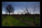 Frutteto d'inverno...