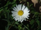 Fuji finepix s5600
ISO 64
1/500
F/5,6
mano libera