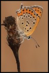 Lycaena thersamon Lycaena thersamon