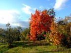 Fuji finepix s6500fd
ISO 100
1/320
F/4
mano libera