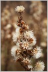 Fiori secchi