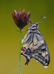 Papilio