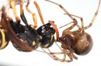 Spider's bite