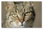 Mentre cercavo di fotografare uccellini questo bel gattone me li faceva scappare :-))).