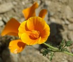 fiore giallo