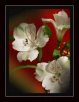 un semplice fiore