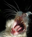 Ghrrrrrauurrrr!!!!!