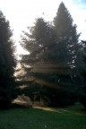 Alba nel parco