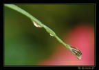 Reflections in a drop
