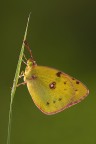 Colias
