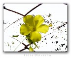 Fiore