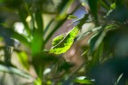protagonista di una giornata, abbracciata dai raggi si rivela come d'incanto per esibirsi in questo verde pieno di speranza.