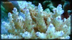 Acropora Acropora